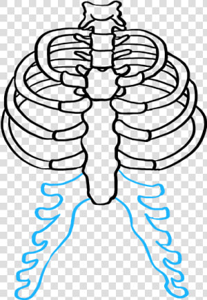 How To Draw Rib Cage   Easy Rib Cage Drawing  HD Png Download