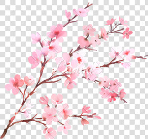 Watercolor With Spring Tree Branch In Blossom   Cherry Blossom Background Png  Transparent Png