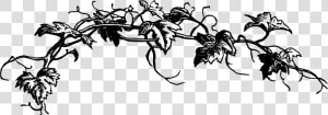 Black And White Vine Clip Art   Flower Vine Clipart Black And White  HD Png Download