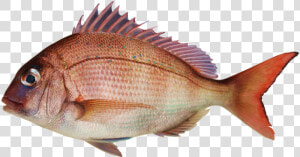 Fish  Snapper  Sea Bream  Bream And Fish   Pagrus Major  HD Png Download