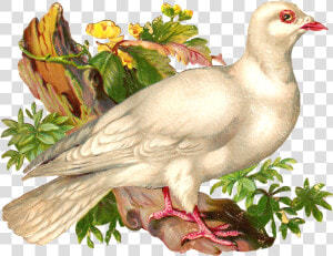 Pigeons And Doves  HD Png Download