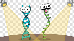 Rna And Dna Cartoon  HD Png Download