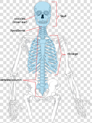 Diagram Of Axial Skeleton  HD Png Download