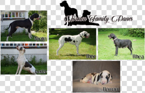 Picture   Great Dane  HD Png Download