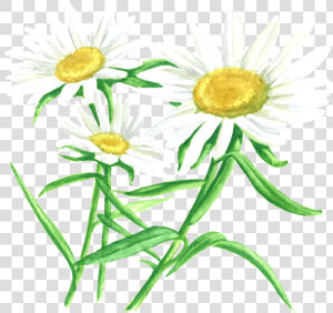 Transparent Chamomile Png   Oxeye Daisy  Png Download