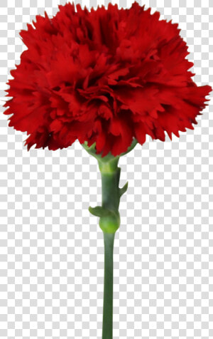 Fresh Cut Flowers Red Carnations Master Carnation For   Carnation  HD Png Download