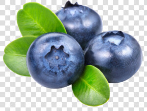 Blueberries Png  Transparent Png