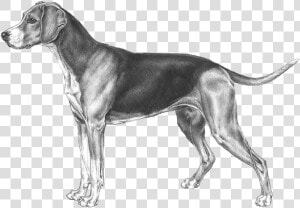 Group rare Breed  great Dane hunting Breed   Hunting Hound Dog Drawing  HD Png Download