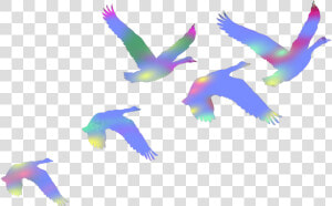  birds  swans  flyingbirds  flaying  colorful  duce   Colorful Flock Of Birds Png  Transparent Png