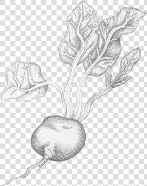 Beetroot   Sketch  HD Png Download