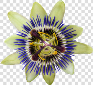 Passion flower   Passionflower Png  Transparent Png