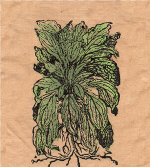 Lambs Ear Patch   Sketch  HD Png Download