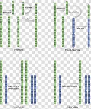 Chromosome level Mutations   Nrg Stadium  HD Png Download