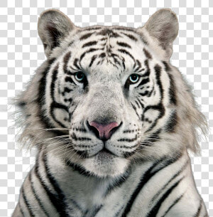 White Tiger Png Image   Free White Tiger Png  Transparent Png