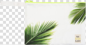 Palmera   Saw Palmetto  HD Png Download