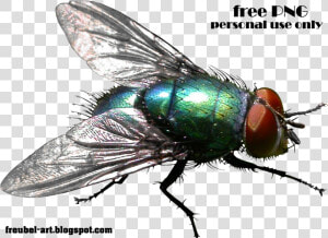 House fly   House Fly Flies Transparent Background  HD Png Download