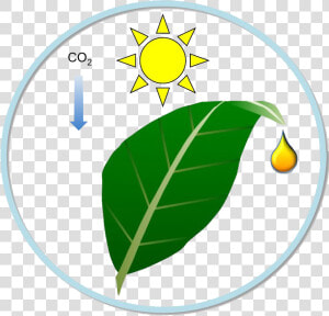 Improvement Of Bioenergy Production   Circle  HD Png Download