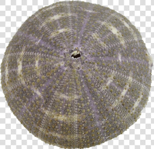 Sea Urchin Png  Transparent Png