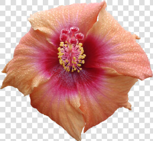 Flower Texture Png   High Resolution Flower Texture Png  Transparent Png