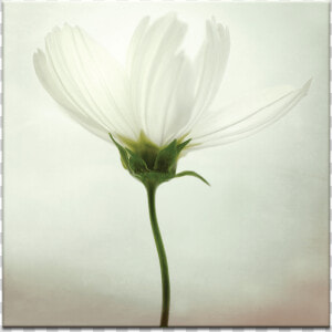 White Cosmos  HD Png Download