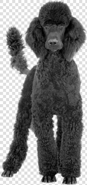 Black Poodle   Poodle Transparent Background  HD Png Download