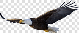 Bird vertebrate bald Eagle eagle bird Of S Sea Eagle sea   Bald Eagle Transparent Background  HD Png Download