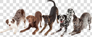 Dogs Bowing Down  HD Png Download