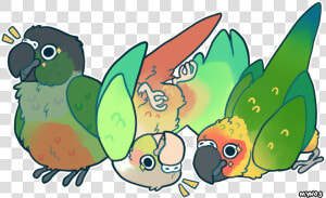 Cartoon Green Cheek Conure Drawing  HD Png Download