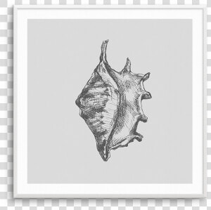 Conch  HD Png Download