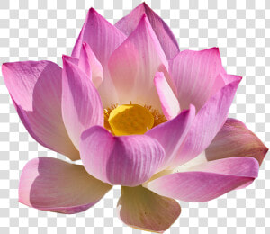 Lotus Flower Png   Sacred Lotus  Transparent Png