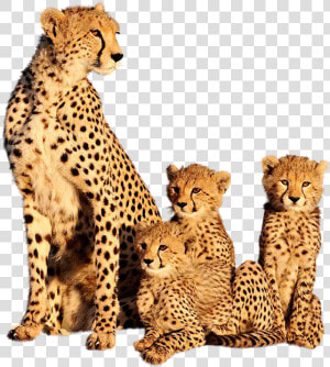 Clip Art Cheetah Images Animal   Cheetah And Its Cubs  HD Png Download