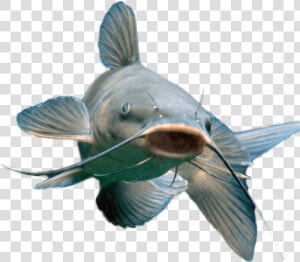 Blue Catfish  HD Png Download