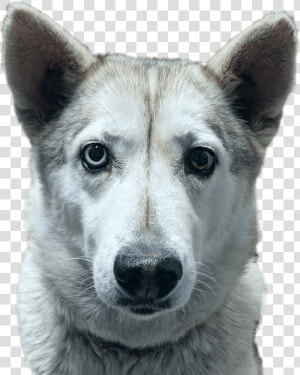 Tamaskan Dog  HD Png Download