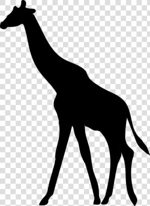 Art silhouette line Art animal And White chamois   Animal Giraffe Silhouette Png  Transparent Png