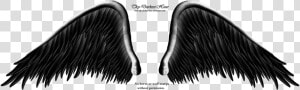 Thumb Image   Angels Wing Black And Whites Png  Transparent Png