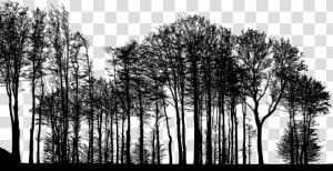 Forest  Trees  Silhouette  Tree  Branches  Landscape   Forest Trees Silhouette Png  Transparent Png