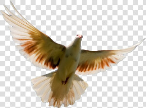 Pigeon Png Transparent Image   Pigeon Pic For Cover  Png Download