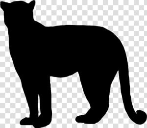 Vector Freeuse Bobcat Clipart Silhouette   Cougar Silhouette Transparent Background  HD Png Download