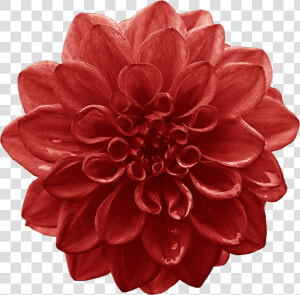 Dahlia Cut Flowers Red Lilium   Flower  HD Png Download