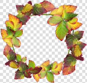 Wreath  Leaves  Autumn  Fall  Nature  Garden  Frame   Transparent Autumn Wreath Png  Png Download