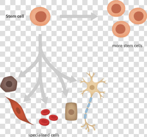 What Is A Stem Cell   Clip Art Stem Cell  HD Png Download