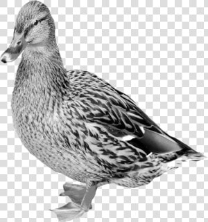 Mallard Png Free Download   Goose Bill Vs Duckbill  Transparent Png