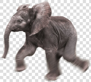 Baby Elephant Png   Baby Elephant Transparent Background  Png Download