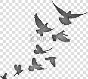 Stock dove   Flying Bird Flock Silhouette  HD Png Download