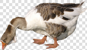 Goose Png Image   Transparent Background Fat Goose Png  Png Download