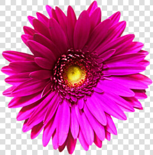 Pink Flower Clipart Transparent Background   Gerbera Png  Png Download