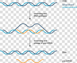 Formation Of Pre Messenger Rna  HD Png Download