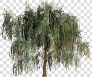 Willow Tree Branch Biome   Willow Tree Png  Transparent Png