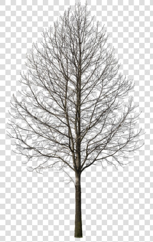 Deciduous Trees Png  Transparent Png