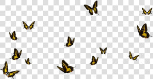 Real Butterfly Free Png Image   Transparent Background Butterfly Png  Png Download